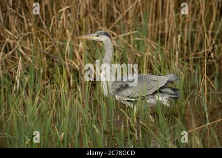 VOGEL. Reiher, Jungvogel, Futtersuche unter Schilf im Wasser, Wales, Großbritannien Stockfoto