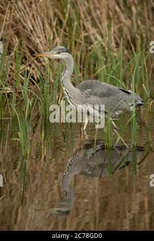 VOGEL. Reiher, Jungvogel, Futtersuche unter Schilf im Wasser, Wales, Großbritannien Stockfoto