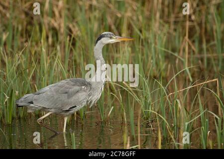 VOGEL. Reiher, Jungvogel, Futtersuche unter Schilf im Wasser, Wales, Großbritannien Stockfoto