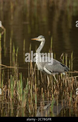 VOGEL. Reiher, Jungvogel, Futtersuche unter Schilf im Wasser, Wales, Großbritannien Stockfoto