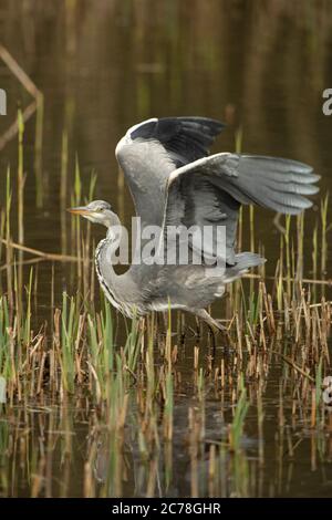 VOGEL. Reiher, Jungvogel, Futtersuche unter Schilf im Wasser, Flügel nach oben, Wales, Großbritannien Stockfoto