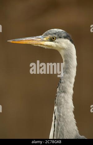 VOGEL. Heron, Jungtier, Head-Studie, Wales, Großbritannien Stockfoto