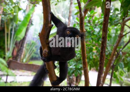 Ein schwarzer Lemur auf einem Baum wartet auf eine Banane Stockfoto