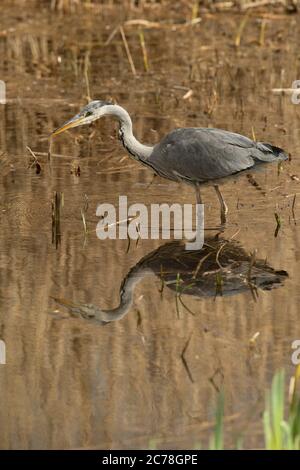 VOGEL. Reiher, Jungtier, Futtersuche unter Schilf im Wasser, mit Reflexion, Wales, Großbritannien Stockfoto