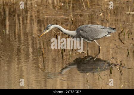 VOGEL. Reiher, Jungtier, Futtersuche unter Schilf im Wasser, mit Reflexion, Wales, Großbritannien Stockfoto