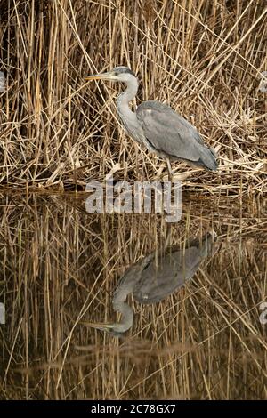 VOGEL. Reiher, Jungtier, Futtersuche unter Schilf im Wasser, mit Reflexion, Wales, Großbritannien Stockfoto