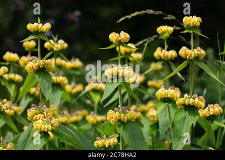 Gelbe Wildblume der jerusalem oder türkischer Salbei, Phlomis russeliana oder Russel Brandkraut Stockfoto