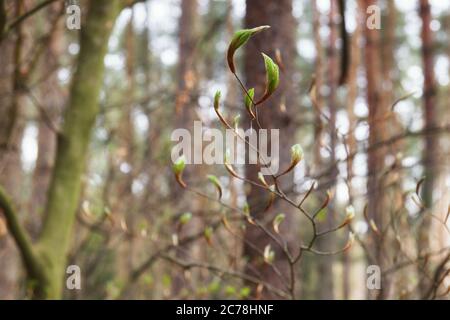Frische Blätter auf einem Buchenzweig im Frühlingswald (Nahaufnahme) Stockfoto