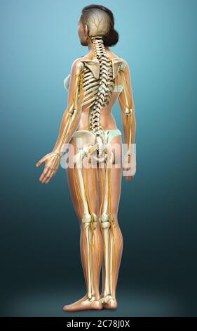 3d-Darstellung medizinisch akkurate Darstellung eines weiblichen Nervensystems und Skelettsystem Stockfoto