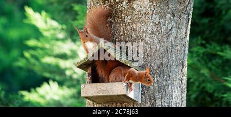 Zwei Eichhörnchen auf einem Baum mit Holzhaus Stockfoto