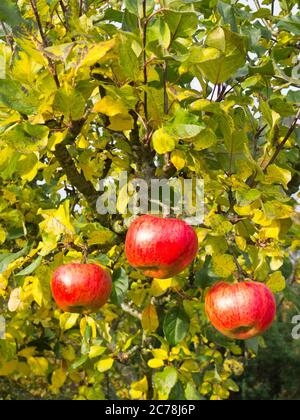 Drei rosige rote reife Äpfel, die Anfang November in einem englischen Garten in Großbritannien an einem Howgate Wonder Apfelbaum hängen Stockfoto