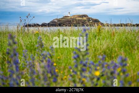 Blick auf den Leuchtturm auf Fidra Island im Firth of Forth, vor der Ostküste von Lothian, Schottland, Großbritannien Stockfoto