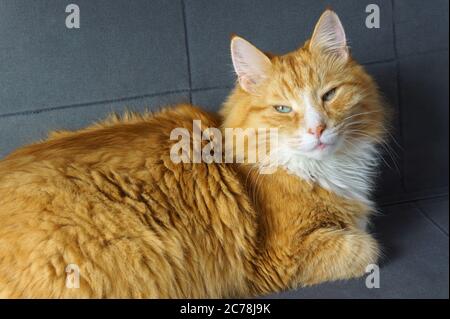 Rote Katze auf dem Sofa liegend, flauschige Hauskatze, rote Katze zu Hause ruhend Stockfoto