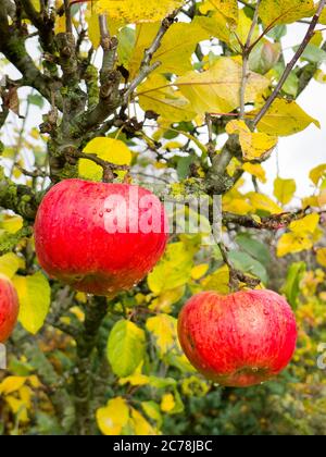 Rosige rote reife Äpfel, die Anfang November in einem englischen Garten in Großbritannien an einem Howgate Wonder Apfelbaum hängen Stockfoto