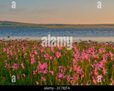 Wilde Robin-Blumen in der Nähe des Orkney loch Stockfoto