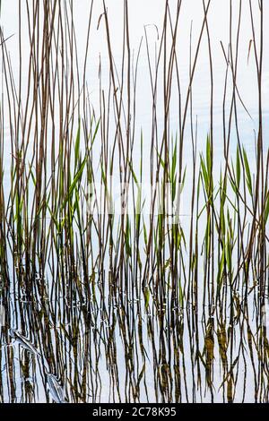 Ein Musterbild von Schilf und deren Spiegelungen in stillem Wasser. Stockfoto