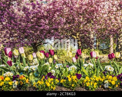 Ein Bett aus Tulpen, weißen Primueln und Stiefmütterchen mit blühenden rosa Kirschbäumen im Hintergrund in einem städtischen öffentlichen Park in England. Stockfoto