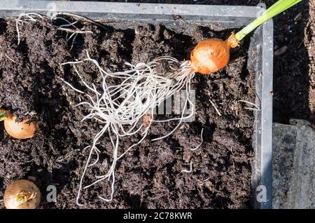 Ein Zwiebelset, das in seinem ruhenden Zustand in einem Samenbehälter gepflanzt wurde, hat die Stufe erreicht, in der es bereit ist, im Gemüsegarten auszupflanzen. Stockfoto