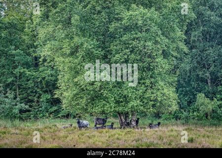 Schafe beobachten unter einem Baum in Karlsgaarde, Dänemark Stockfoto