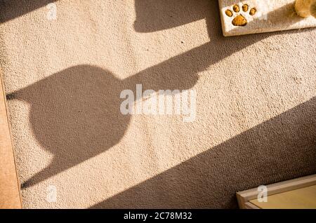 Rätselhafte Schatten auf einem Teppich von einem Stück Indoor-Katzenmöbel in Großbritannien gegossen Stockfoto