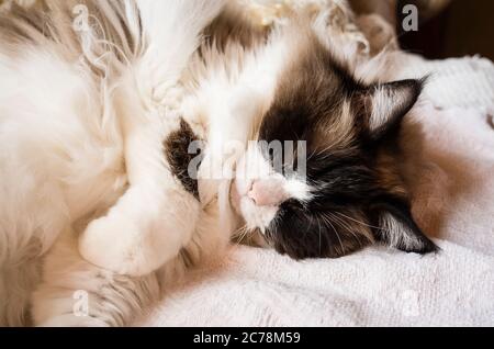 Die Gesichtsmarkierungen sind klar zu sehen auf dieser Seal Bicolor Ragdoll Katze schlafen auf einem bequemen Stuhl in Großbritannien Stockfoto