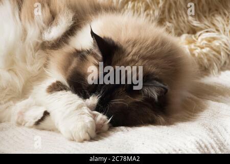 Eine Robbe bicolor Stammbaum Ragdoll Katze schlafen auf einem warmen Stuhl in Großbritannien Stockfoto