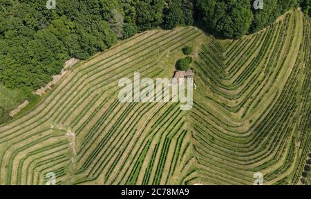 Blick auf den Weinberg von Morcote am Luganersee in der Schweiz Stockfoto