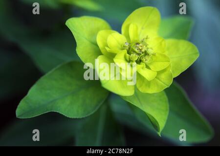 Euphorbia palustris, bekannt als Sumpfspurge oder Sumpfspurge, ist eine Pflanze aus der Familie der Euphorbiaceae, die in den meisten europäischen Ländern beheimatet und beschäftigt ist Stockfoto