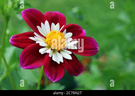 Nahaufnahme einer Blume von Dahlia Collerette, Gartenbauernütte. Stockfoto