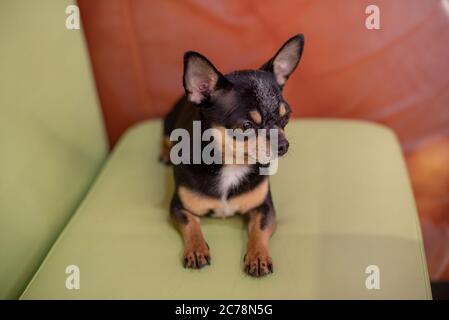 Schöner chihuahua Hund. Tierporträt. Stylisches Foto. Chihuahua drinnen. Hund schwarz mit braunen und weißen Flecken Stockfoto