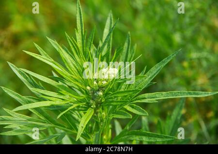 Ambrosia artemisiifolia, gebräuchliche Namen Ragweed, einjährige Ragweed und niedrige Ragweed Stockfoto