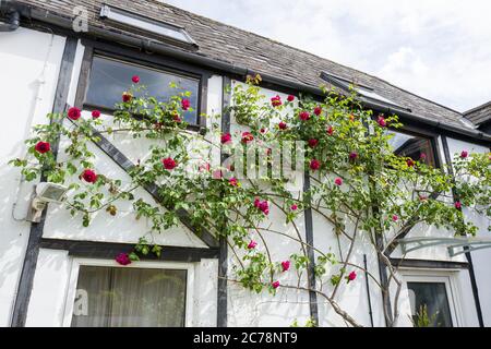 Rote Kletterrosen Rosa Etoile de Hollande wachsen die weiß gestrichenen Wände einer alten Farmscheune in Wiltshire UK auf Stockfoto