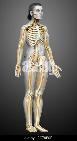 3d-Darstellung medizinisch akkurate Darstellung eines weiblichen Nervensystems und Skelettsystem Stockfoto