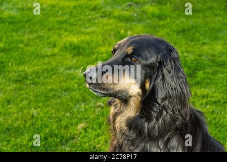 Porträt eines glücklichen schwarz-orange hovawart Hundes. hovawart Hündin Nahaufnahme. Schwarzes Hundeportrait für Kalender, Poster, Druckcover. Selektiver Fokus Stockfoto
