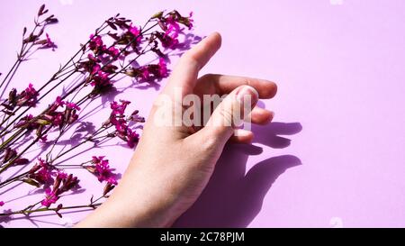 Wunderschönes florales Konzept des Geschenk-Zertifikats. Kleine rosa Blume in Womans Hand auf einem violetten Hintergrund. Geschenkkarte für Muttertag Stockfoto