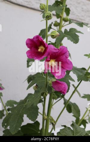 Rosa Hollyhock in Blüte Stockfoto