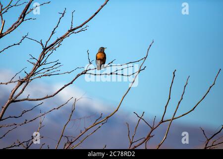 Single American Robin auf einem Baum Zweig gegen einen blauen Himmel und schneebedeckten Berg Stockfoto