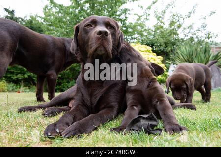 Chocolate Labrador Retriever Welpen Stockfoto