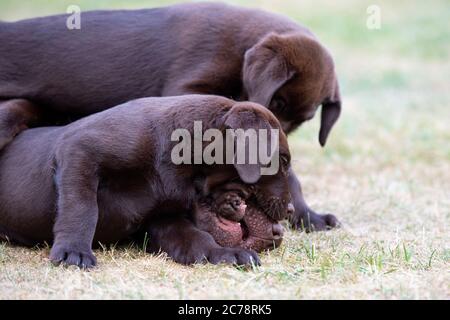 Chocolate Labrador Retriever Welpen Stockfoto