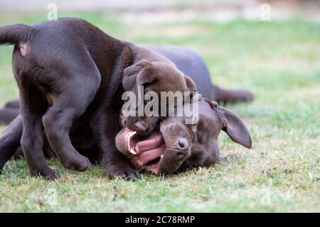 Chocolate Labrador Retriever Welpen Stockfoto