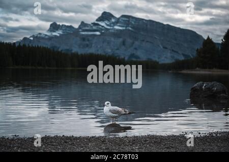 Seagull steht am See in zwei Jack Lake im Banff Nationalpark auf düster Stockfoto