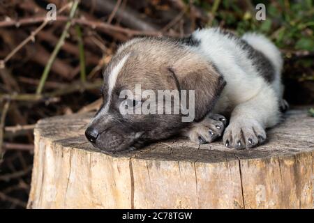 Ein kleiner Putsch sitzt auf der Straße auf einem Stumpf. Schöne niedliche Hund im Alter von 2 Monaten, Haustier. Stockfoto