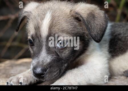 Ein kleiner Putsch sitzt auf der Straße auf einem Stumpf. Schöne niedliche Hund im Alter von 2 Monaten, Haustier. Stockfoto