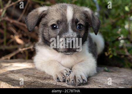 Ein kleiner Putsch sitzt auf der Straße auf einem Stumpf. Schöne niedliche Hund im Alter von 2 Monaten, Haustier. Stockfoto