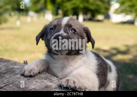 Ein kleiner Putsch sitzt auf der Straße auf einem Stumpf. Schöne niedliche Hund im Alter von 2 Monaten, Haustier. Stockfoto