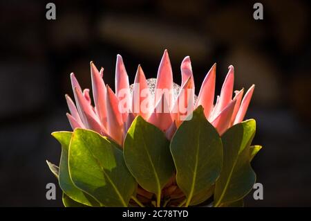 Sonniger König Protea vor dunklem Hintergrund Stockfoto