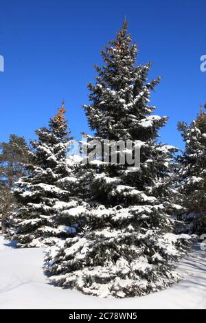 Kanada, Montreal, Winter, Kiefer, Schnee, Stockfoto