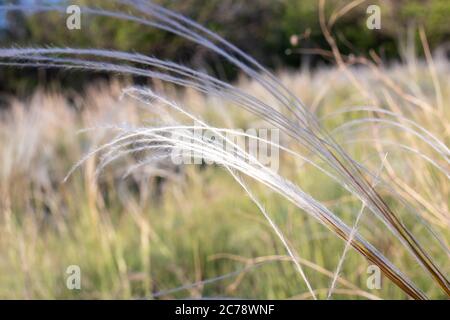 Blühendes Feld von Steppenfedergras. Flauschige Stacheletts aus Federgras. Stockfoto