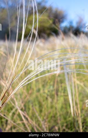 Blühendes Feld von Steppenfedergras. Flauschige Stacheletts aus Federgras. Stockfoto