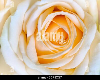 Süße Farbe Rosen in weichen Hintergrundfarbe für flora Stockfoto